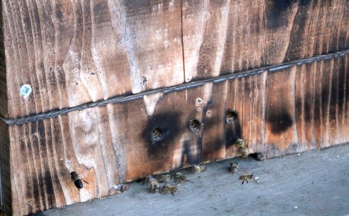 はちみつ 無添加 非加熱 希少 球磨産  地蜂蜜 500g×1本 加工食品 