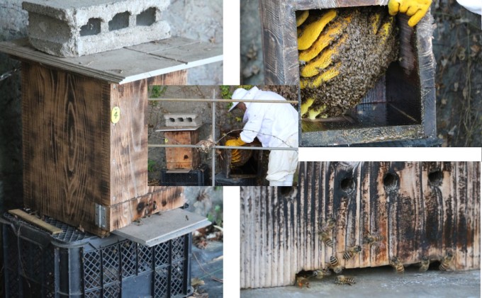 はちみつ 無添加 非加熱 希少 球磨産  地蜂蜜 150g×2本 加工食品 