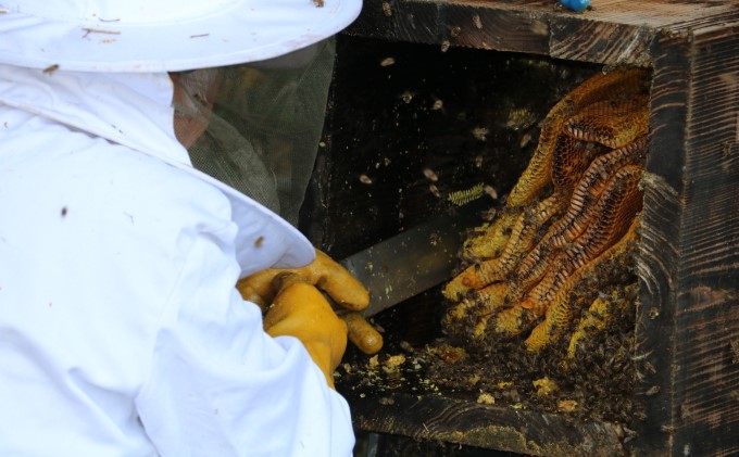 はちみつ 無添加 非加熱 希少 錦町産 くま（球磨）産 地蜂蜜 150g×1本