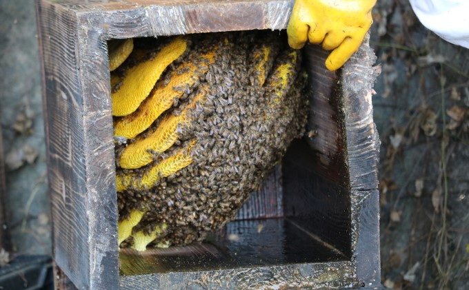 はちみつ 無添加 非加熱 希少 球磨産  地蜂蜜 150g×2本 加工食品 