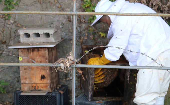 はちみつ 無添加 非加熱 希少 球磨産  地蜂蜜 500g×1本 加工食品 