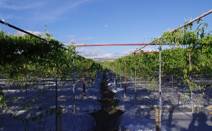 自然薯 約1kg 錦町産 桑原農園 配送不可：離島 