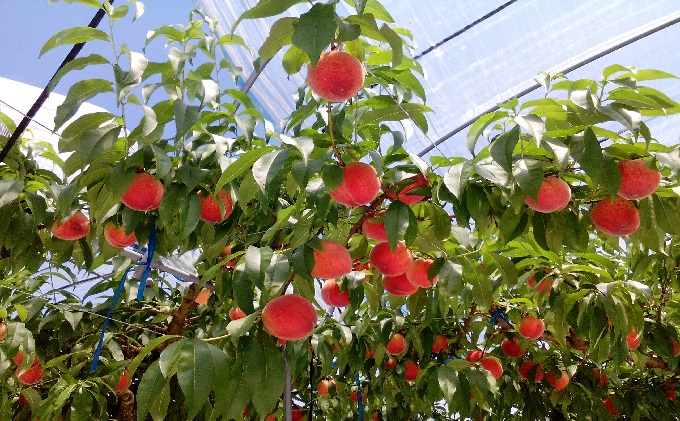 桃 白桃 先行予約 錦の水蜜桃 2kg 約5玉～8玉 もも モモ フルーツ 果物 デザート2026年発送 配送不可:離島 