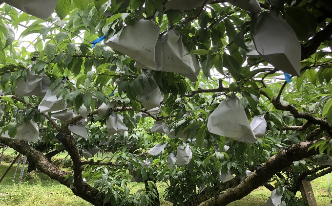 桃 白桃 先行予約 錦の水蜜桃 2kg 約5玉～8玉 もも モモ フルーツ 果物 デザート2026年発送 配送不可:離島 