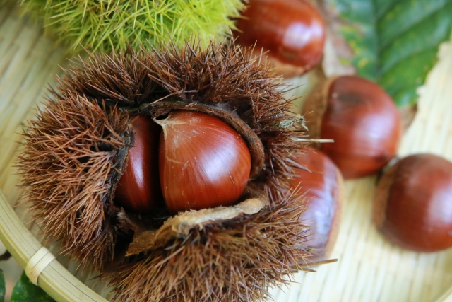 栗 草生栽培で育てた賀久農園の球磨栗 約1.9kg  2025年発送 配送不可 離島 果物類 くり