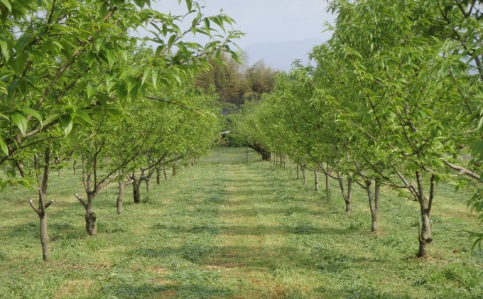 栗 草生栽培で育てた賀久農園の球磨栗 約3.9kg 2026年発送 配送不可 離島 果物類 くり 