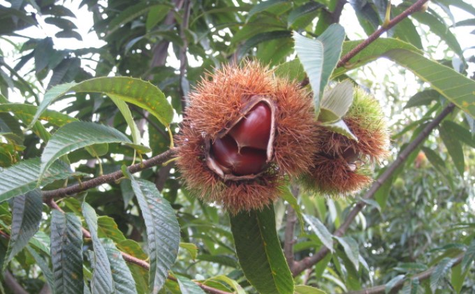 栗 草生栽培で育てた賀久農園の球磨栗 約3.9kg 2026年発送 配送不可 離島 果物類 くり 