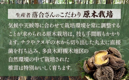 ＜農林水産大臣賞＞槻木産 中葉厚肉 乾燥椎茸 計300g ＜ 100g×3袋セット ＞しいたけ 熊本県 多良木町 原木 シイタケ 026-0573