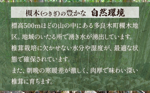 ＜農林水産大臣賞＞多良木町 槻木産 贈答用 大葉厚肉 乾燥椎茸 205g しいたけ 熊本県 多良木町 原木 シイタケ 026-0025