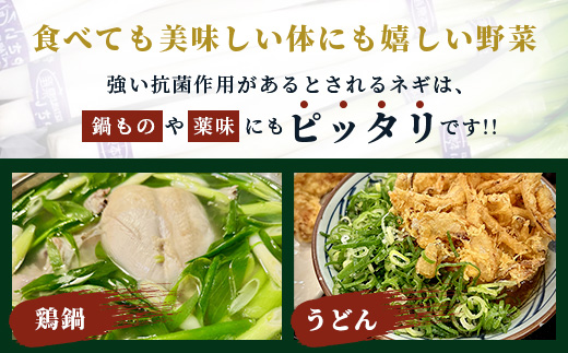 【先行予約】井上農園の白ネギ 「球磨美人」 2Lサイズ×20本 【2025年7月下旬より順次発送】 白ネギ 白葱 ネギ 長ネギ 長葱 ねぎ 鍋 薬味 冬野菜 国産 114-0501