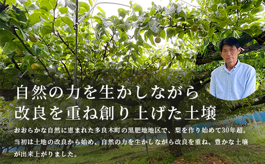 先行予約【2025年5月下旬〜発送分】 熊本県産 梨 約3kg  幸水 新高 新興 豊水 秋月 秋麗 果物 熊本県産 フルーツ 甘い ジューシー 070-0593