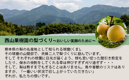 先行予約【2026年7月下旬〜発送分】東光寺 梨 2.5kg (5〜7玉) 1箱 完熟 梨 なし フルーツ 果物 夏 旬 幸水 豊水 秋月 新高 新興 シャリシャリ 025-0573