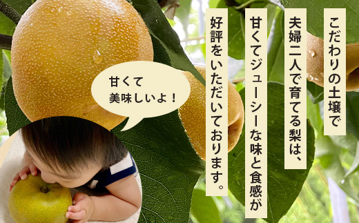 ã2026幎8æäžæ¬ã10æçºéåãè±æ°žã® 梚 çŽ5kg çæ¬çç£ å¹žæ°Ž æ°é« æ°è è±æ°Ž ç§æ ç§éº æç© ãã«ãŒã 070-0592