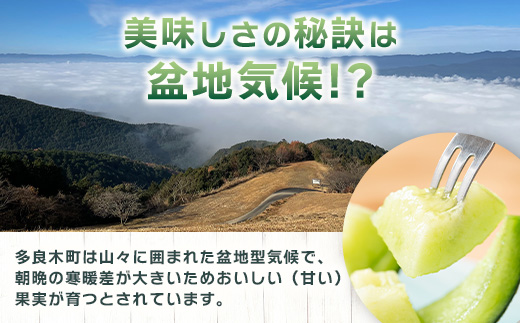 【2025年4月下旬以降発送分 先行予約】アンデスメロン 4玉〜6玉（1箱5kg）熊本県 多良木町産 果物 フルーツ メロン 先行予約 5kg 青肉 期間限定 数量限定 012-0556