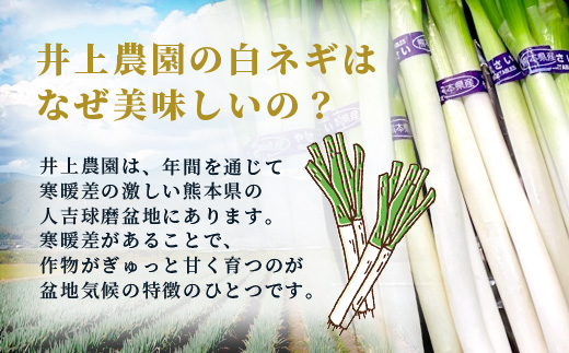 【先行予約】井上農園の白ネギ 「球磨美人」 Ｌサイズ×30本 【2026年7月下旬より順次発送】 白ネギ 白葱 ネギ 長ネギ 長葱 ねぎ 鍋 薬味 野菜 国産 114-0502
