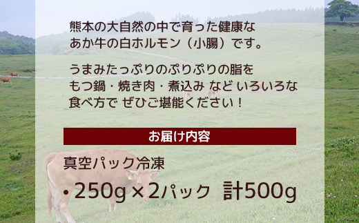 熊本あか牛 白ホルモン 計500g（250g×2パック）冷凍真空パック 【 熊本 熊本県産 あか牛 冷凍 真空 もつ鍋 ホルモン 焼き肉 】 041-0135