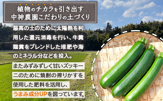 【11月上旬～5月下旬発送】中神農園の ズッキーニ 約2kg (10〜12本) 《先行予約》 野菜 やさい 煮る 炒める 生食 ミネラル ビタミンC ずっきーに 新鮮 甘み 酸味 用途多様 国産 九州 熊本県 多良木町 送料無料 071-0506