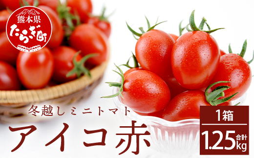 【先行予約 2025年3月より順次発送】【産地直送】熊本県産 ミニトマト「アイコ (赤色)」約1.25kg 国産トマト アイコ とまと 甘い 熊本 多良木町 農園直送 新鮮 フルーツトマト フルーティ 020-0532