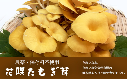 無農薬栽培【花咲 たもぎ茸 (粉末) 70g 】幻 キノコ タモギダケ ヒラタケ 健康 栄養豊富 出汁 だし 115-0607