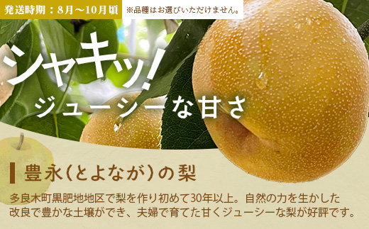 ããã«ãŒã å®æäŸ¿ 3åBã2026幎çºéå ã¢ã³ãã¹ã¡ãã³ã»æ¡ã»æ¢š 3åé
é æ¬ ãã«ãŒã å®æäŸ¿ æ°ééå® ã¡ãã³ çç£šã®æ¡ è±æ°žã®æ¢š æç© åç£ çæ¬ å€è¯æšçº 092-0508