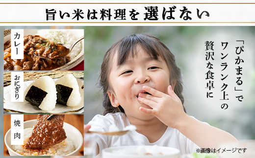【 令和7年産 新米 先行予約 】 多良木町産 ぴかまる 5kg （ 令和7年10月下旬より順次発送 ）新米 農家が食べる お米 5キロ 甘み 米 美味しい米 米 白米 精米 熊本 065-0640