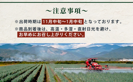 【先行予約】井上農園の白ネギ 「球磨美人」 Ｌサイズ×30本 【2025年7月下旬より順次発送】 白ネギ 白葱 ネギ 長ネギ 長葱 ねぎ 鍋 薬味 冬野菜 国産 114-0502