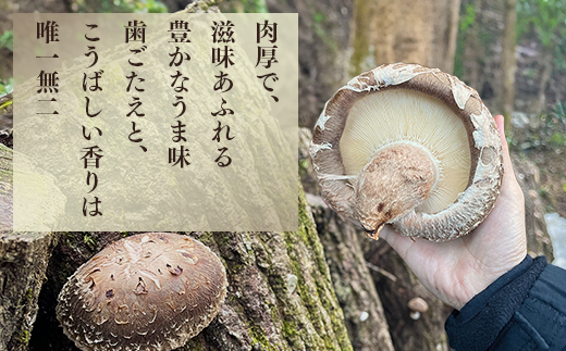 ＜農林水産大臣賞＞槻木産 中葉厚肉 乾燥椎茸 計300g ＜ 100g×3袋セット ＞しいたけ 熊本県 多良木町 原木 シイタケ 026-0573