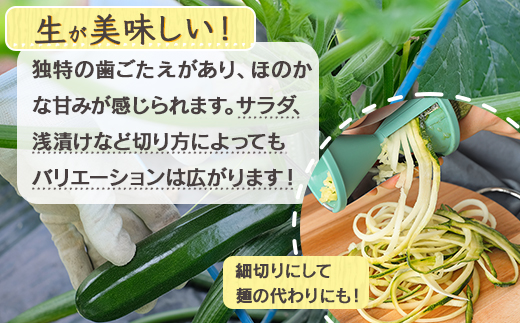 【11月上旬～5月下旬発送】中神農園の ズッキーニ 約2kg (10〜12本) 《先行予約》 野菜 やさい 煮る 炒める 生食 ミネラル ビタミンC ずっきーに 新鮮 甘み 酸味 用途多様 国産 九州 熊本県 多良木町 送料無料 071-0506
