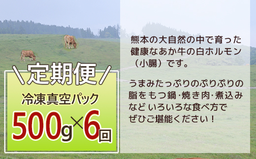 【定期便6回】熊本あか牛 白ホルモン 計3Kg (250g×2)×6回 冷凍真空パック【 熊本 熊本県産 あか牛 冷凍 真空 もつ鍋 ホルモン 焼き肉 】 041-0140