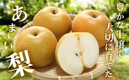 ã2026幎8æäžæ¬ã10æçºéåãè±æ°žã® 梚 çŽ5kg çæ¬çç£ å¹žæ°Ž æ°é« æ°è è±æ°Ž ç§æ ç§éº æç© ãã«ãŒã 070-0592