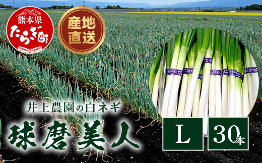 【先行予約】井上農園の白ネギ 「球磨美人」 Ｌサイズ×30本 【2025年7月下旬より順次発送】 白ネギ 白葱 ネギ 長ネギ 長葱 ねぎ 鍋 薬味 冬野菜 国産 114-0502