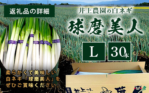 【先行予約】井上農園の白ネギ 「球磨美人」 Ｌサイズ×30本 【2026年7月下旬より順次発送】 白ネギ 白葱 ネギ 長ネギ 長葱 ねぎ 鍋 薬味 野菜 国産 114-0502