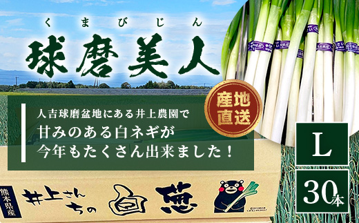 【先行予約】井上農園の白ネギ 「球磨美人」 Ｌサイズ×30本 【2025年7月下旬より順次発送】 白ネギ 白葱 ネギ 長ネギ 長葱 ねぎ 鍋 薬味 冬野菜 国産 114-0502