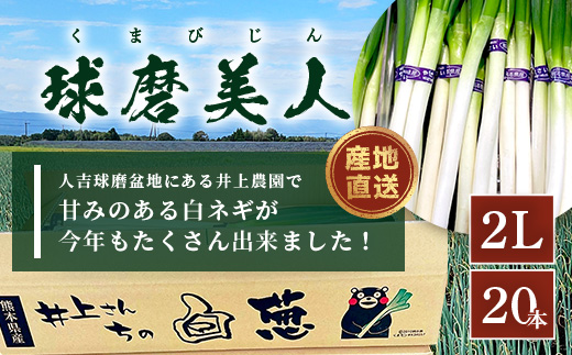 【先行予約】井上農園の白ネギ 「球磨美人」 2Lサイズ×20本 【2025年7月下旬より順次発送】 白ネギ 白葱 ネギ 長ネギ 長葱 ねぎ 鍋 薬味 冬野菜 国産 114-0501