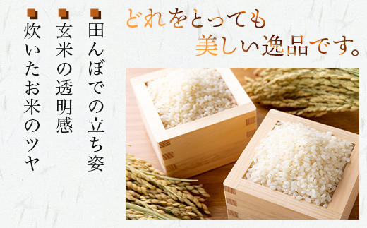 【R6年産米 定期便２回】多良木町産 『くまさんの輝き』 10kg×2回 計20kg【 定期便 定期配送 精米 お米 米 艶 粘り 甘み うま味 もちもち 熊本のお米 20キロ 熊本県 多良木町 】 044-0587