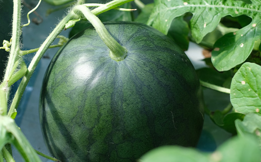 ã8æäžæ¬ïœçºéãå°çã¹ã€ã« ã²ãšããã BonBonãªãã 2ç (1ç1kgã2kg) 什å7幎 å€ ã¹ã€ã« é£ã¹ãããµã€ãº 西ç ãã«ãŒã æç© æ¬ã®å³èŠ ããã çã ç£å°çŽé 082-0701