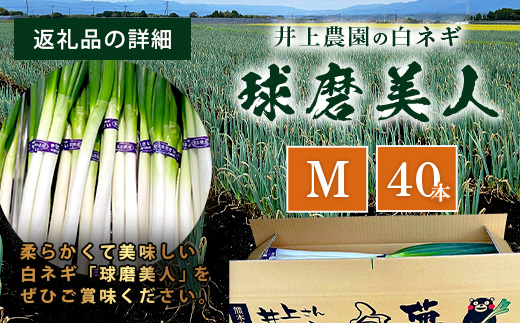 【先行予約】井上農園の白ネギ 「球磨美人」 Mサイズ×40本 【2025年7月下旬より順次発送】 白ネギ 白葱 ネギ 長ネギ 長葱 ねぎ 鍋 薬味 冬野菜 国産 114-0503