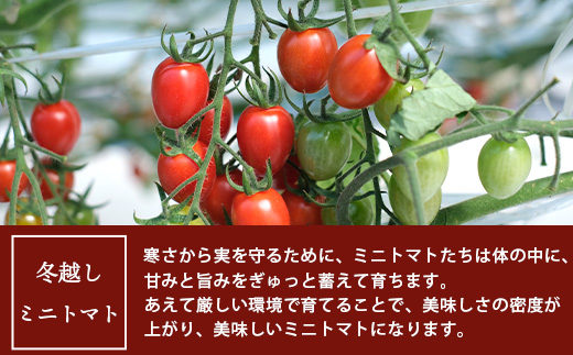 【産地直送】熊本県産 ミニトマト「アイコ (赤色)」約2.5kg 国産トマト アイコ とまと 甘い 熊本 多良木町 農園直送 新鮮 フルーツトマト フルーティ 020-0531