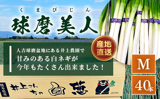 【先行予約】井上農園の白ネギ 「球磨美人」 Mサイズ×40本 【2025年7月下旬より順次発送】 白ネギ 白葱 ネギ 長ネギ 長葱 ねぎ 鍋 薬味 冬野菜 国産 114-0503