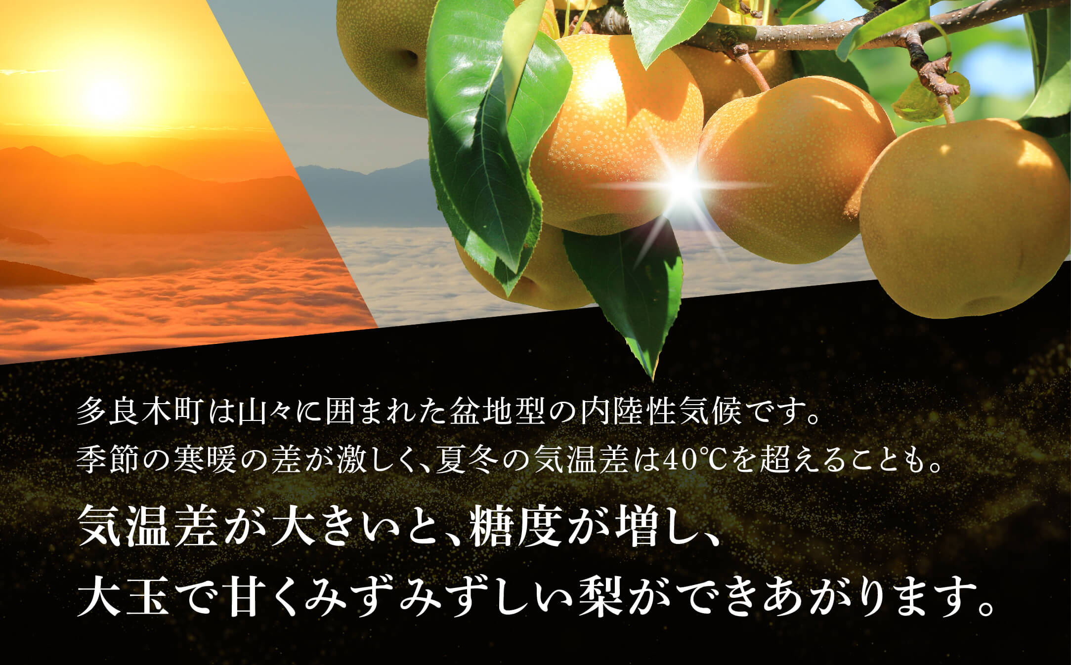 【数量限定・先行受付】JAくまの梨 5kg（14〜16玉）≪2024年8月上旬発送開始≫【 梨 なし ナシ 豊水梨 秋月梨 新興梨 熊本県 旬 くまの梨 期間限定 】004-0671