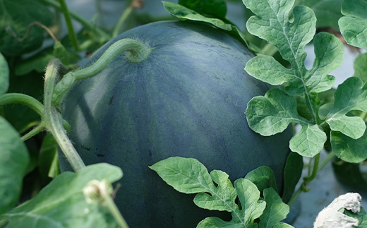 ã8æäžæ¬ïœçºéãå°çã¹ã€ã« ã²ãšããã BonBonãªãã 2ç (1ç1kgã2kg) 什å7幎 å€ ã¹ã€ã« é£ã¹ãããµã€ãº 西ç ãã«ãŒã æç© æ¬ã®å³èŠ ããã çã ç£å°çŽé 082-0701