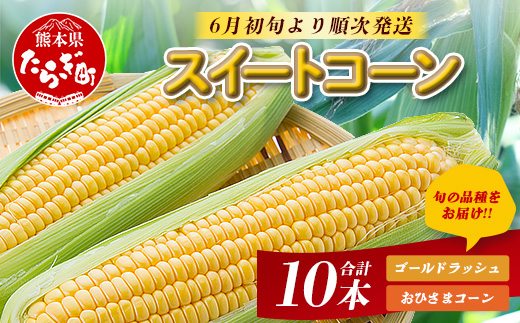 【6月初旬より順次発送】熊本県産 スイートコーン 10本入り ゴールドラッシュ おひさまコーン 旬の品種 露地栽培 とうもろこし 124-0501