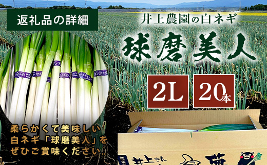 【先行予約】井上農園の白ネギ 「球磨美人」 2Lサイズ×20本 【2025年7月下旬より順次発送】 白ネギ 白葱 ネギ 長ネギ 長葱 ねぎ 鍋 薬味 冬野菜 国産 114-0501