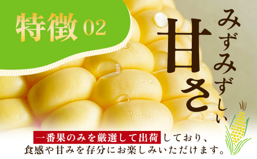 【数量限定】多良木町産 スイートコーン 約 2kg (6～7本) 5月上旬～順次配送 ゴールドラッシュ 一番果 甘い トウモロコシ 旬の味覚 産地直送 コーン とうもろこし 熊本県 089-0690