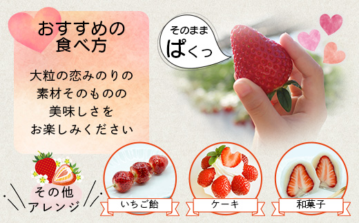 《2026年1月〜発送》熊本県産いちご 恋みのり 約260g×2パック産地直送 国産 新鮮 フレッシュ 果物 苺 イチゴ 103-0003