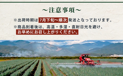 【先行予約】井上農園の白ネギ 「球磨美人」 2Lサイズ×20本 【2025年7月下旬より順次発送】 白ネギ 白葱 ネギ 長ネギ 長葱 ねぎ 鍋 薬味 冬野菜 国産 114-0501