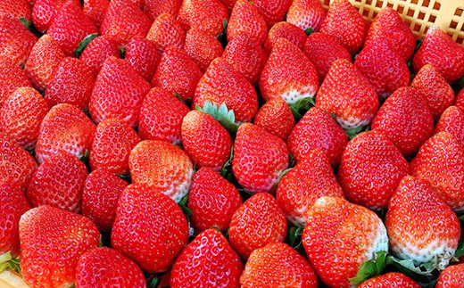 【先行予約】熊本県産いちご ゆうべに 約260g×4パック2026年1月～発送  産地直送 国産 新鮮 フレッシュ 果物 苺 イチゴ 103-0002