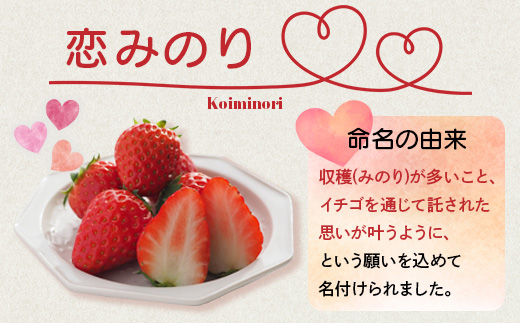 《2026年1月〜発送》熊本県産いちご 恋みのり 約260g×2パック産地直送 国産 新鮮 フレッシュ 果物 苺 イチゴ 103-0003