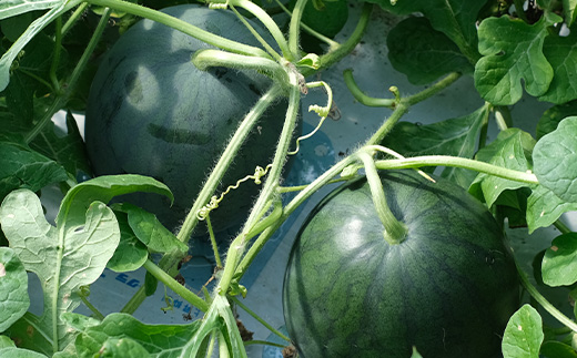 ã8æäžæ¬ïœçºéãå°çã¹ã€ã« ã²ãšããã BonBonãªãã 2ç (1ç1kgã2kg) 什å7幎 å€ ã¹ã€ã« é£ã¹ãããµã€ãº 西ç ãã«ãŒã æç© æ¬ã®å³èŠ ããã çã ç£å°çŽé 082-0701