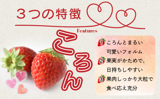 《2026年1月〜発送》熊本県産いちご 恋みのり 約260g×2パック産地直送 国産 新鮮 フレッシュ 果物 苺 イチゴ 103-0003